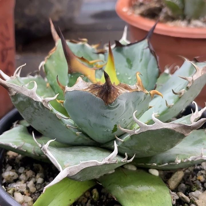 蓝肌33333333333333