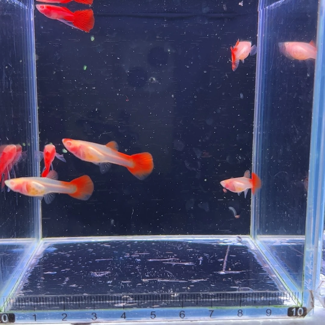 孔雀鱼血红玻璃6条