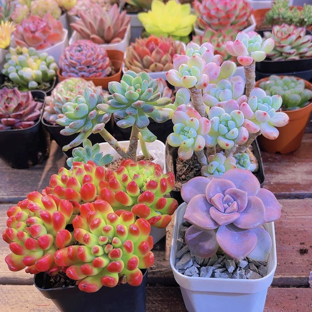 红灯笼➕蓝苹果多头➕紫乐➕罗琦带香味