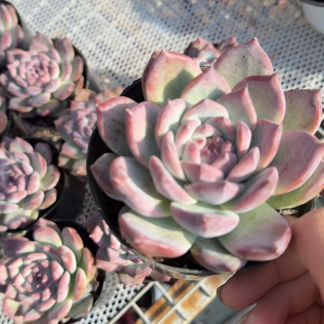 原卡多肉植物精品