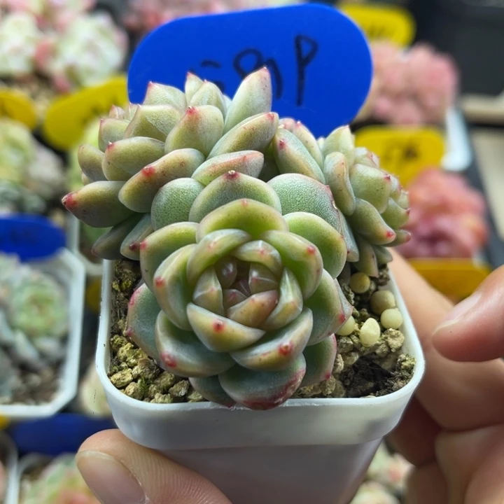 油透珍妮群5819。