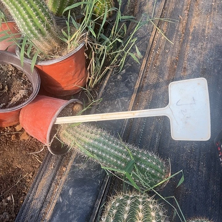 我***在J2毛花柱实生坠化40的