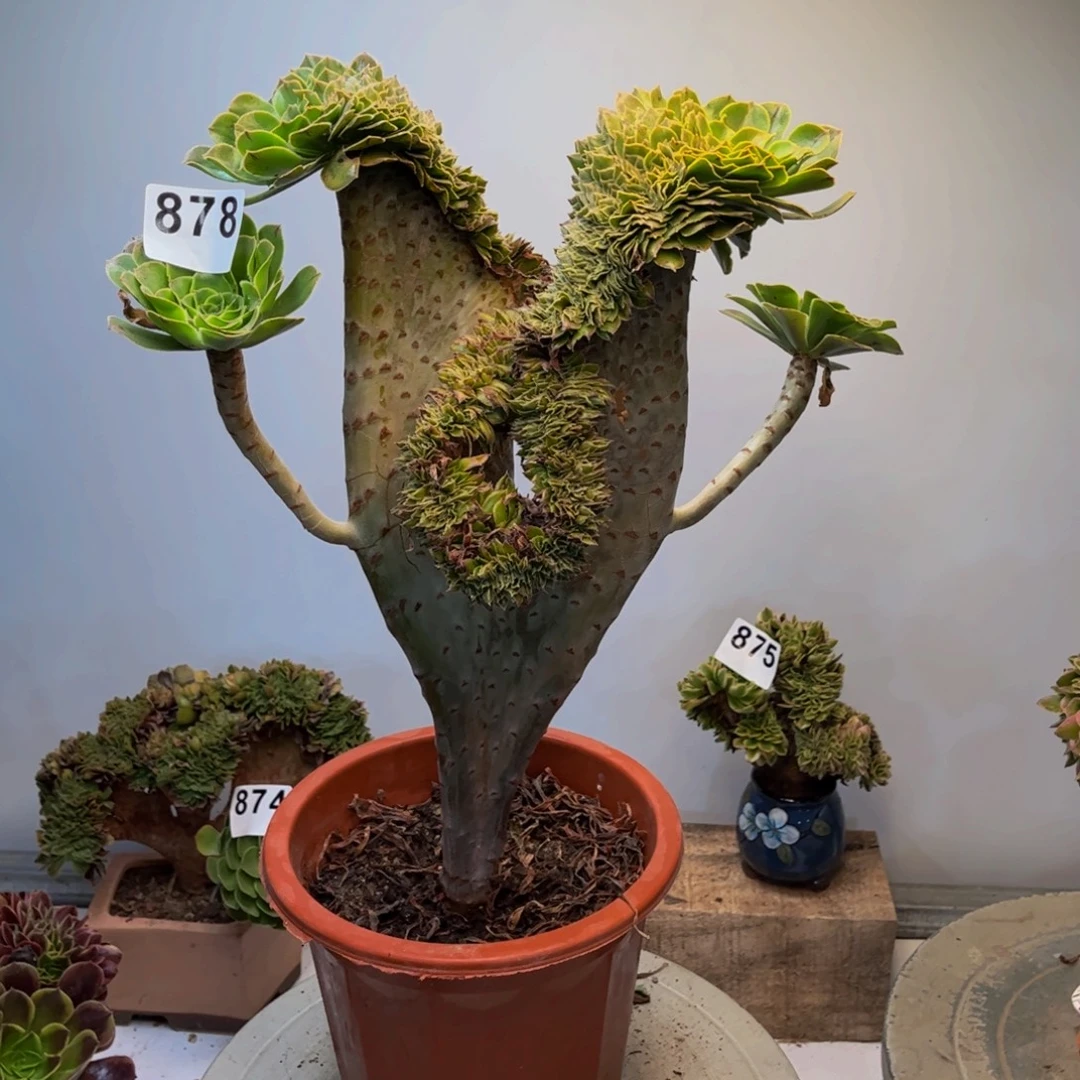 多肉植物原始绿缀878