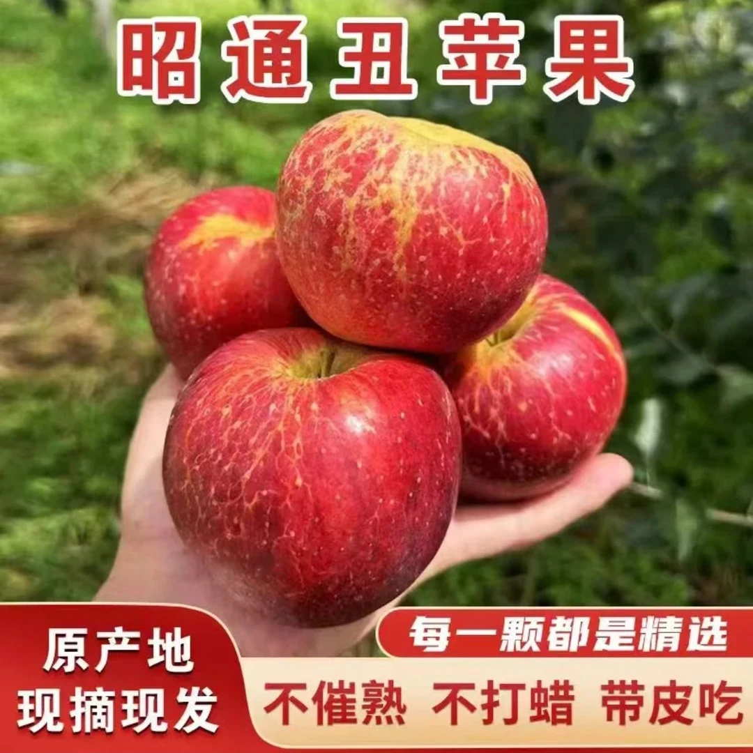 【正宗云南丑苹果】脆甜多汁2025年新鲜现摘高山露天种植（精选小果）