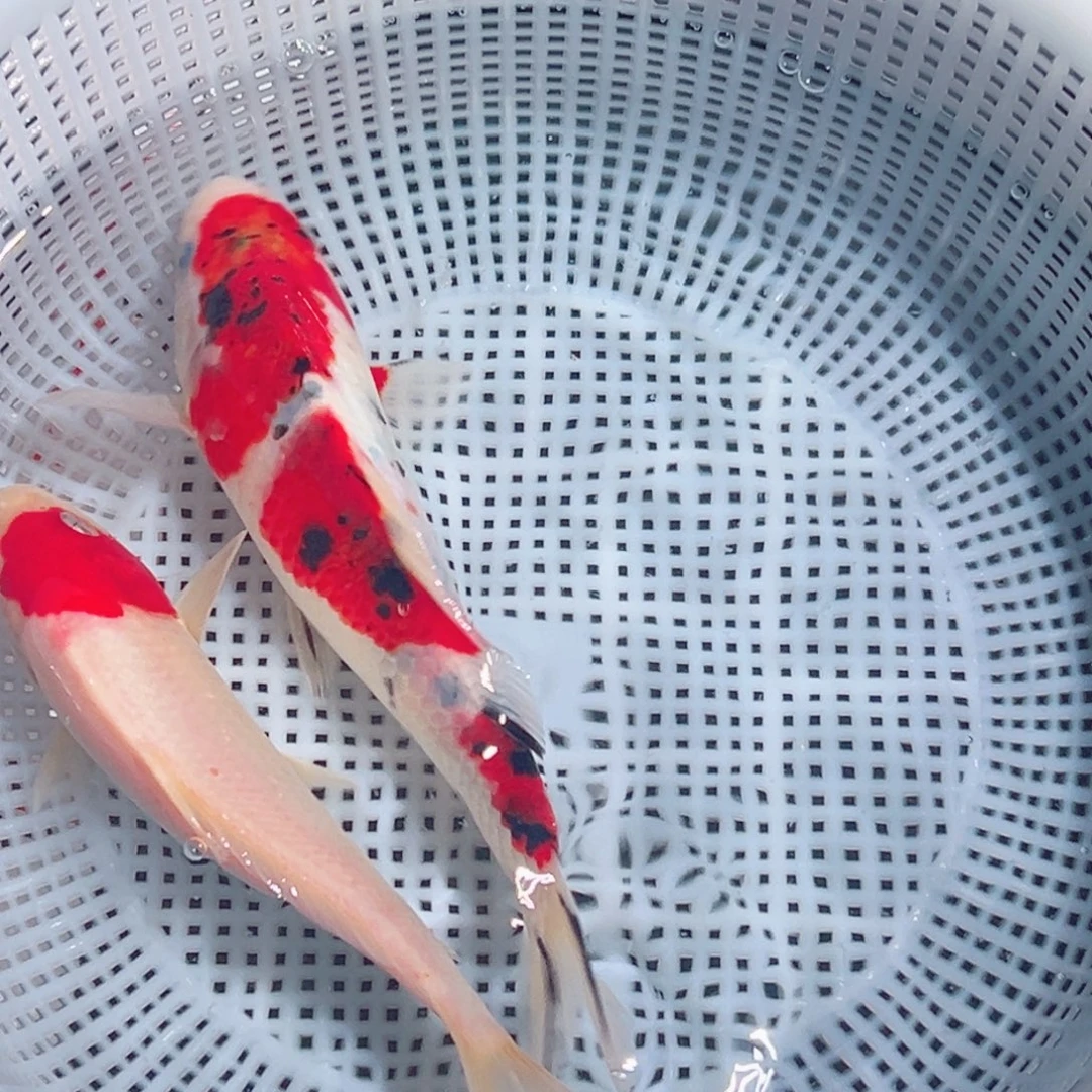 锦鲤锦鲤观赏鱼1111