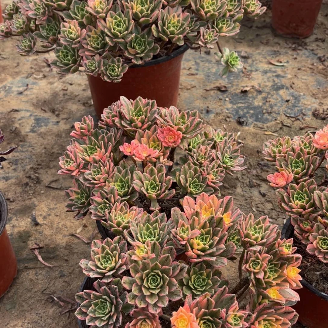 甜茶两颗9.9法师多肉木质