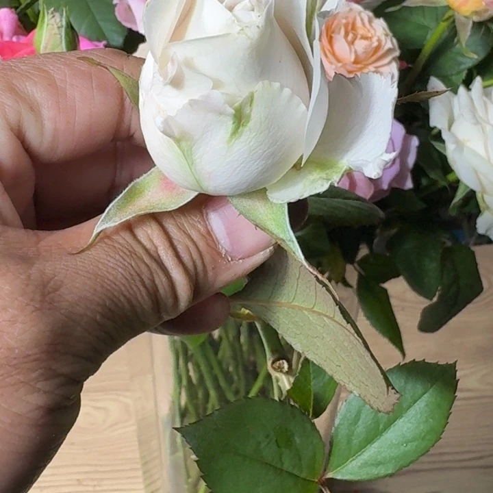 无花朵铂金扦插小苗