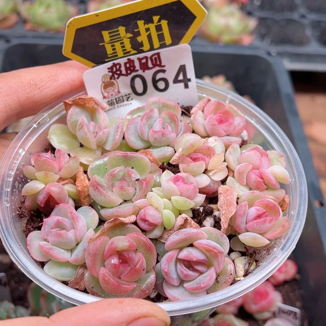 多肉植物多肉植物