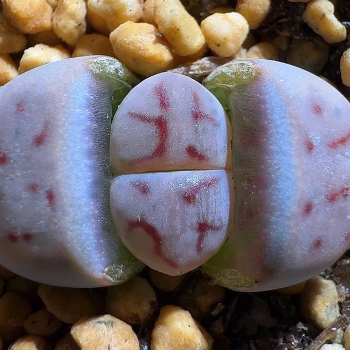 生石花222222。  367