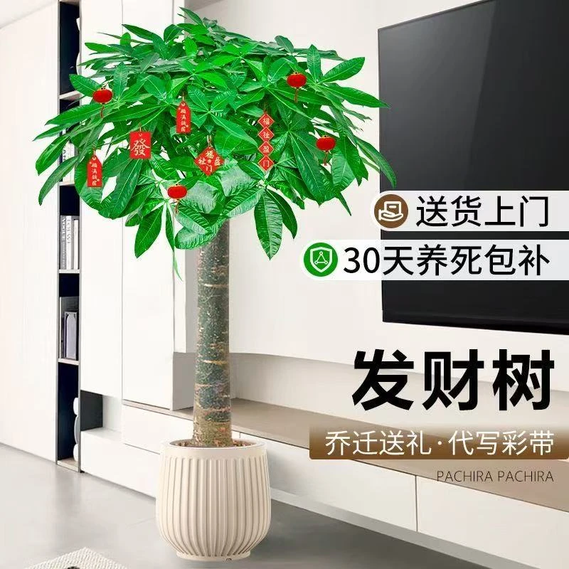 精品且茂盛1.3 - 1.5米发财树大型绿植适室内客厅办公室开业摆放