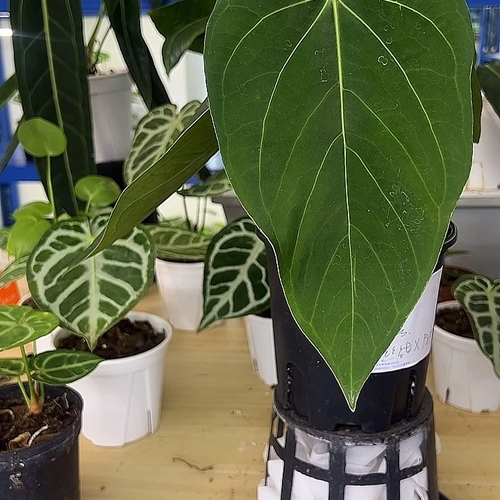 无花朵绿丝绒杂PAPI