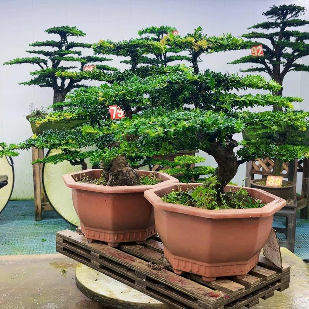 【闪购商品】无花朵