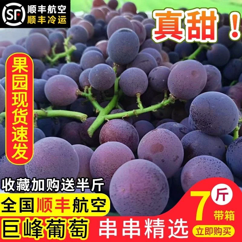 巨峰葡萄浦江巨峰葡萄新鲜当季孕妇水果3斤5斤农场现摘现发冷链7