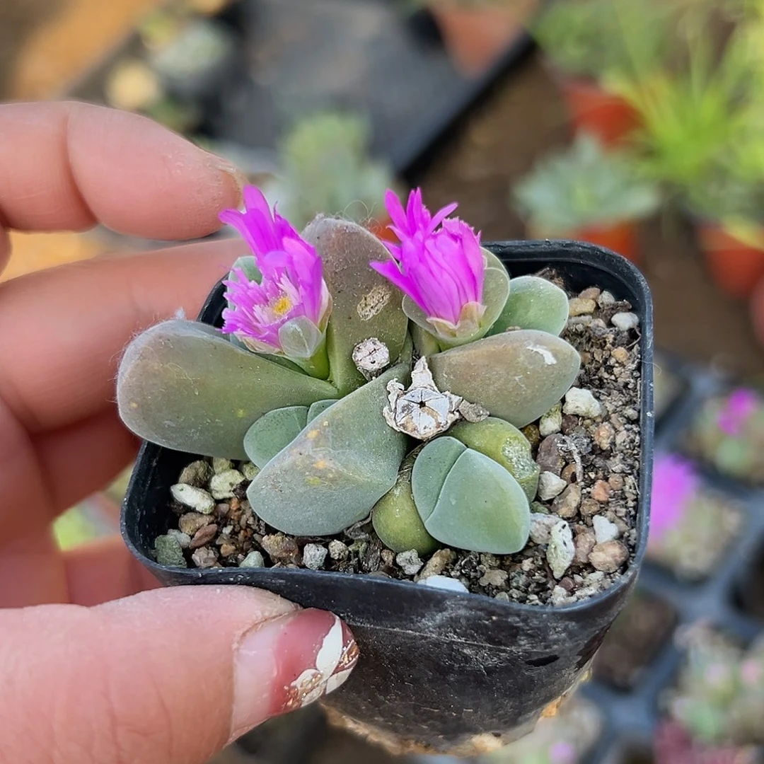 多肉植物无比玉开花
