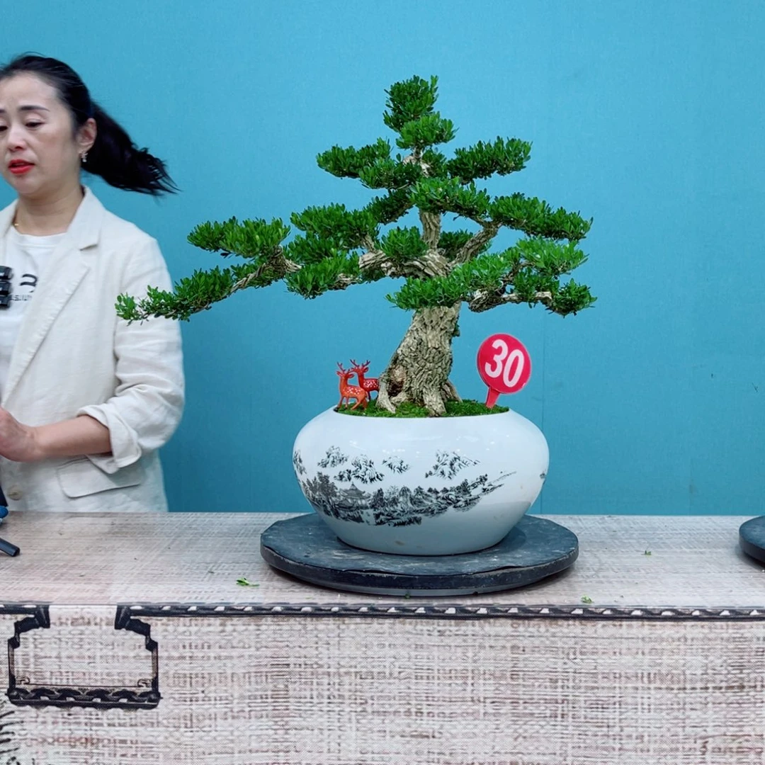 以实际为准精品雀舌黄杨盆景