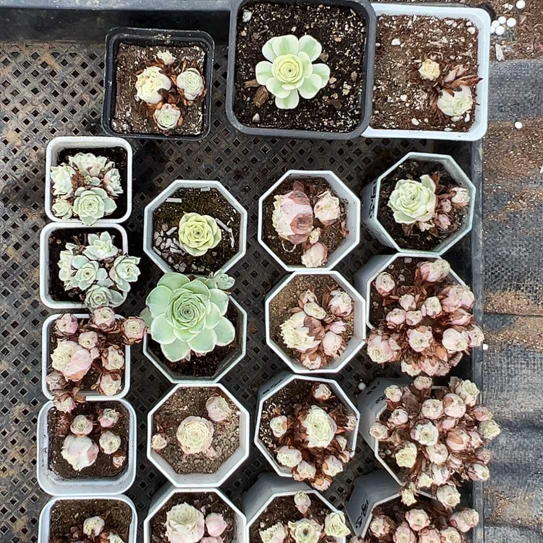 山地玫瑰锦秋夕9月27日秋夕
