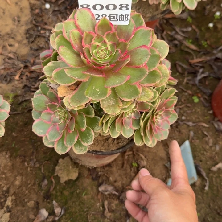 8008二号棚粉花妖C