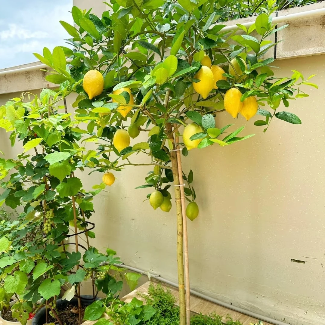 柠檬树盆栽/广东香水柠檬/客厅阳台庭院楼顶