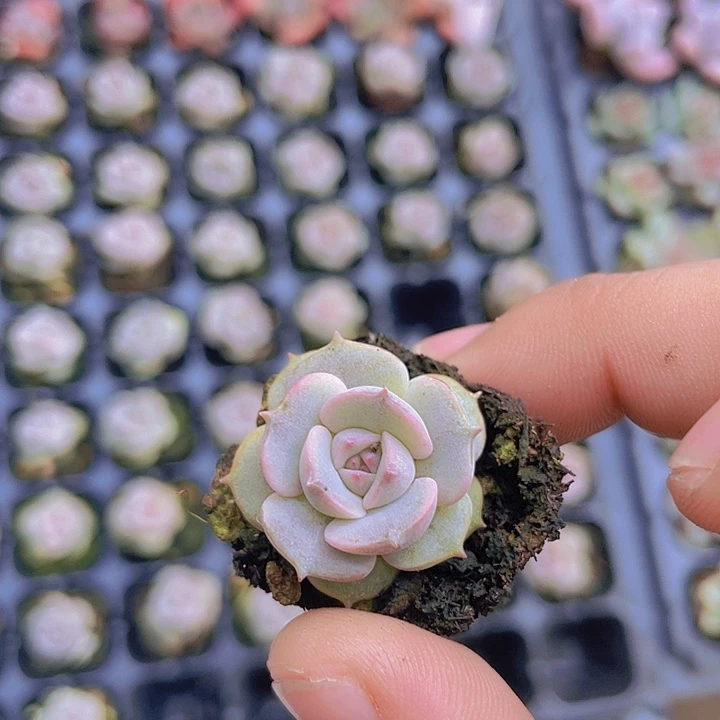 露娜莲【满10颗包邮】