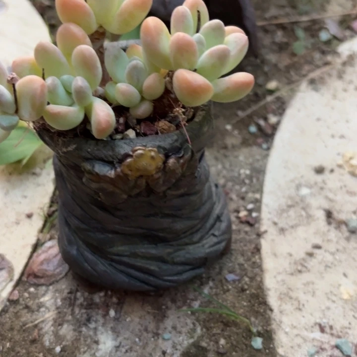 林****多肉植物花盆花盆带花