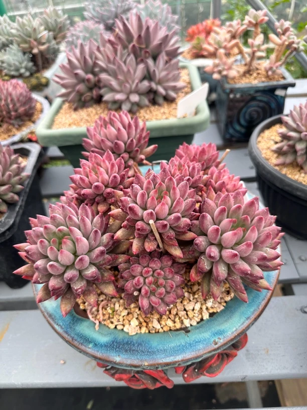 1盆直播间自选精品多肉大老桩（偏远地区不发货）