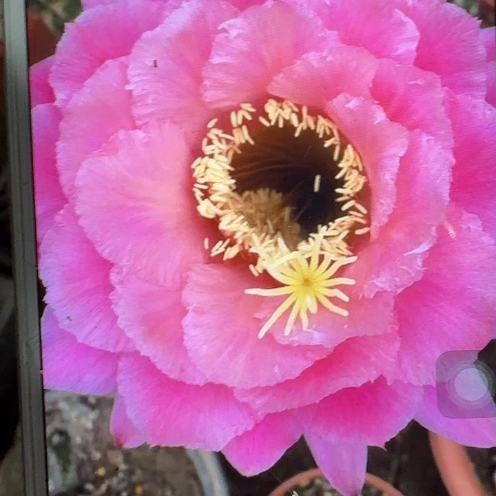糖果侧芽5公分左右毛花柱（20包邮）