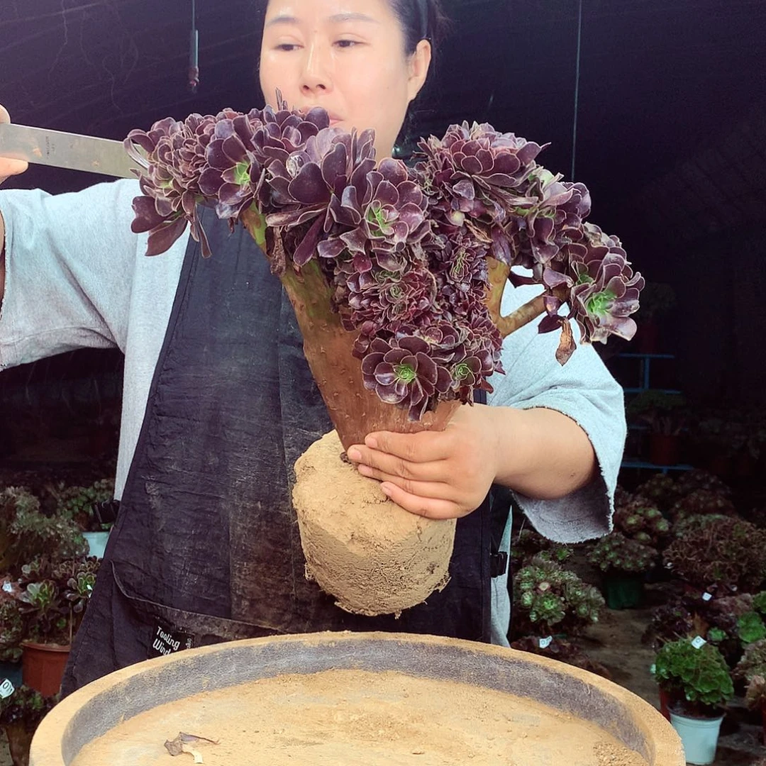 柒哥多肉法师不包侧断枝76