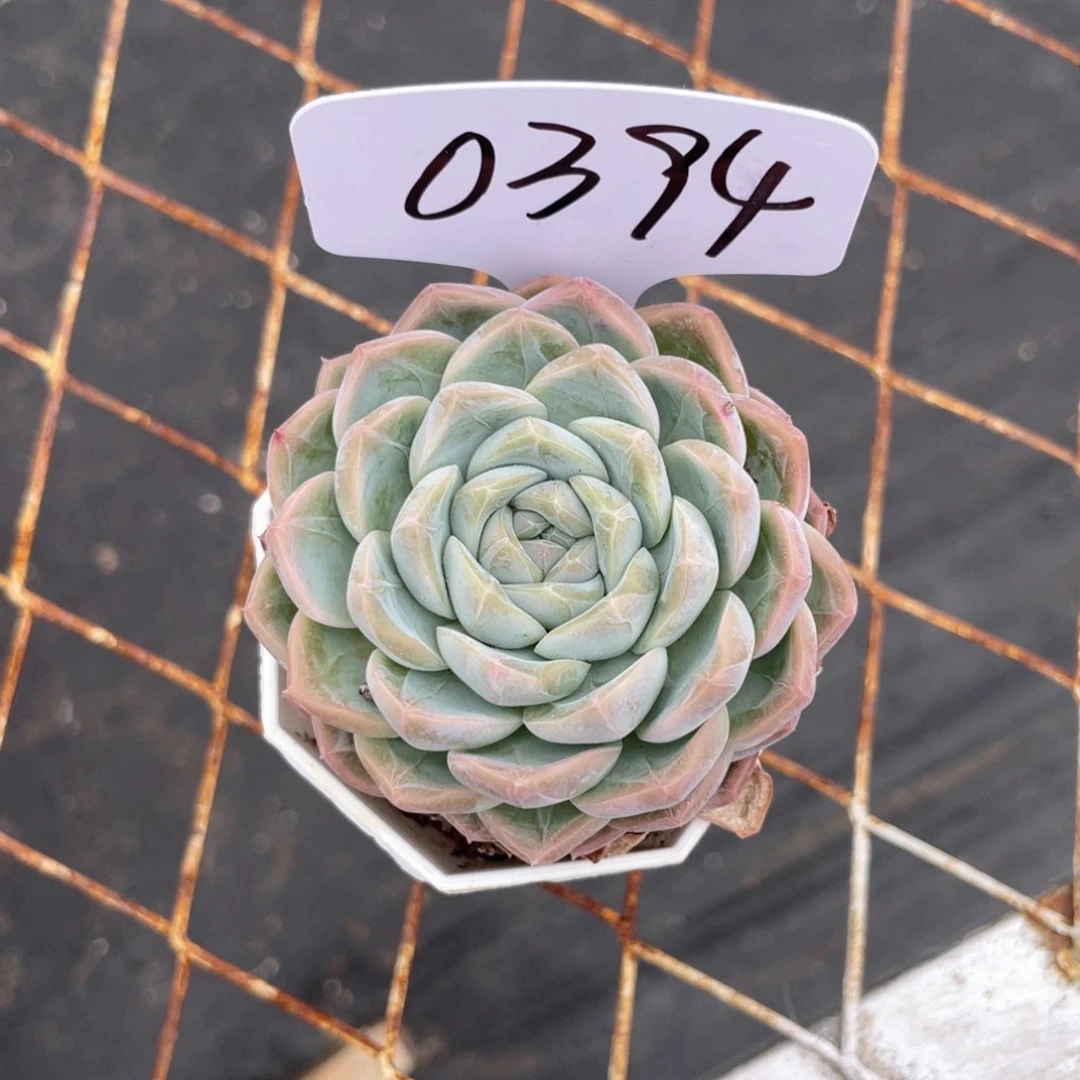 薇薇安园艺多肉0394