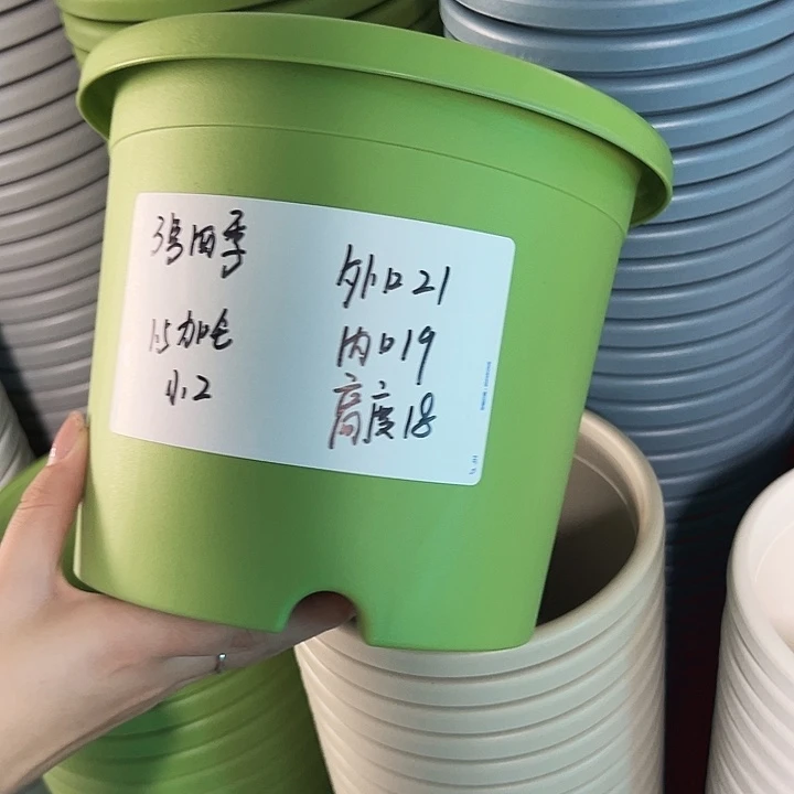 正品3号四季口21高18果绿无托10只