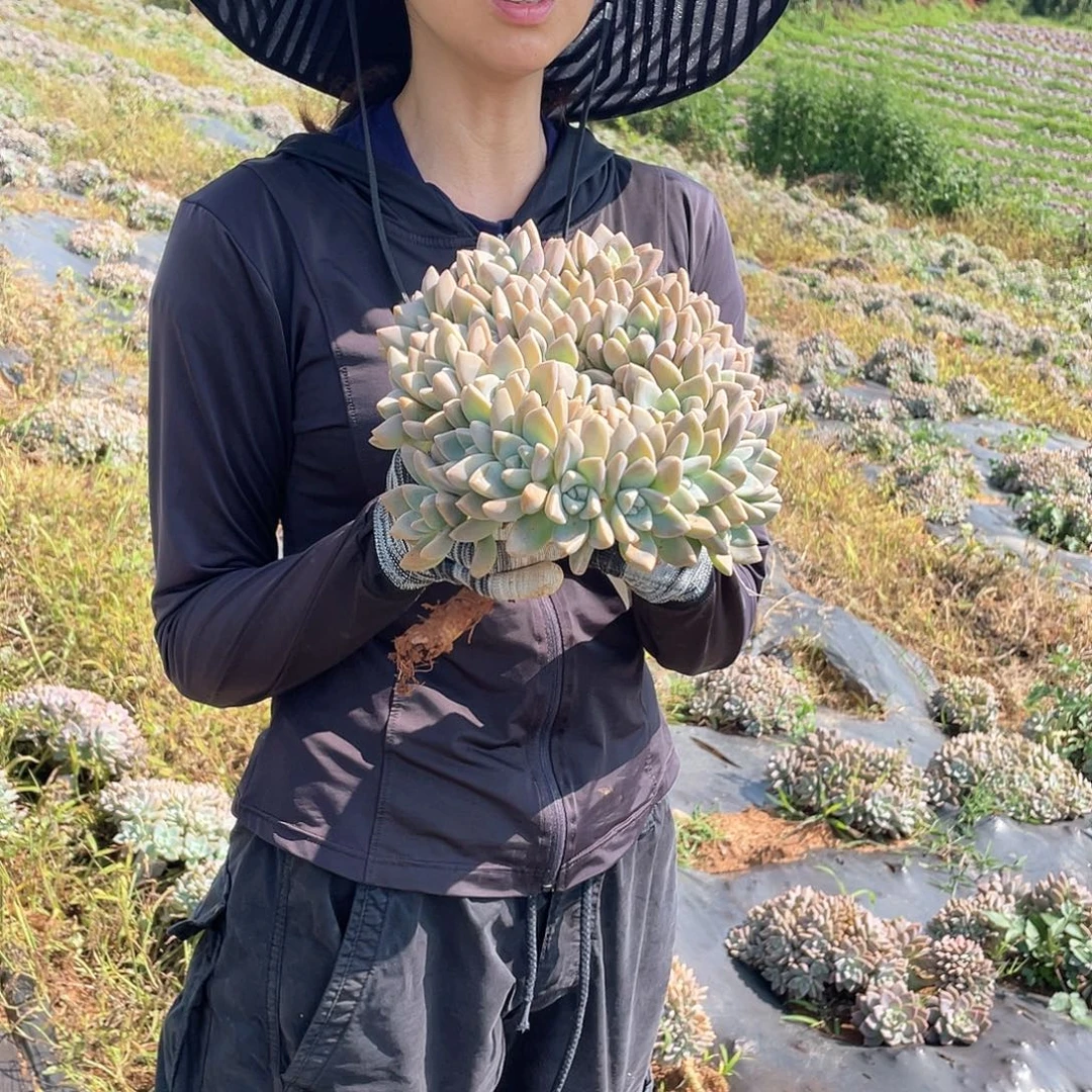 31 淡雪缀一物一拍多肉