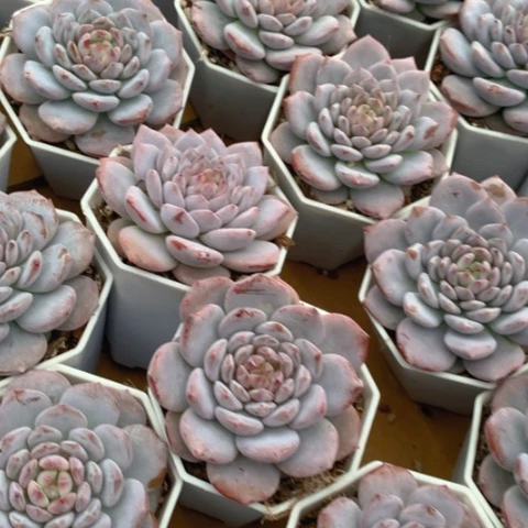 星星橙发两颗。