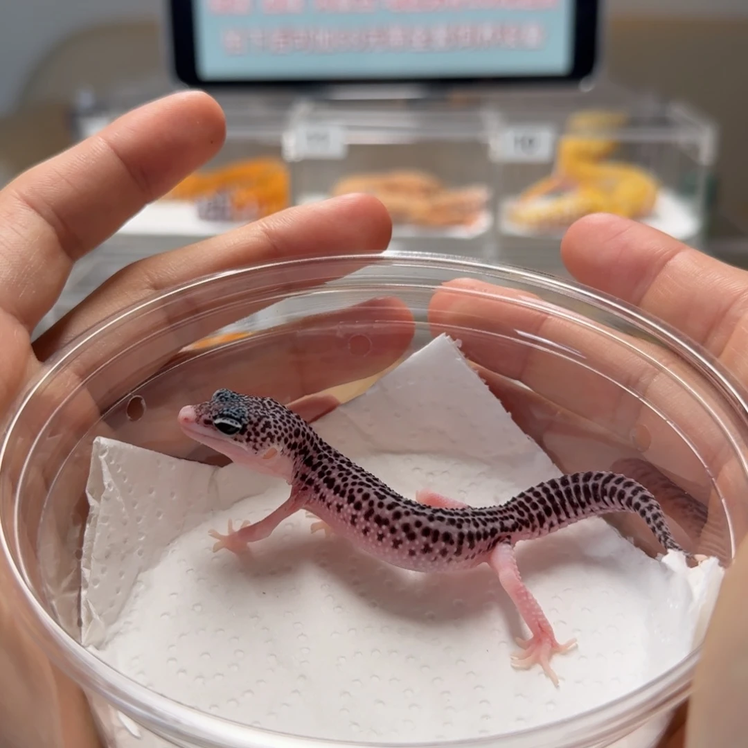 豹纹守宫银河母温