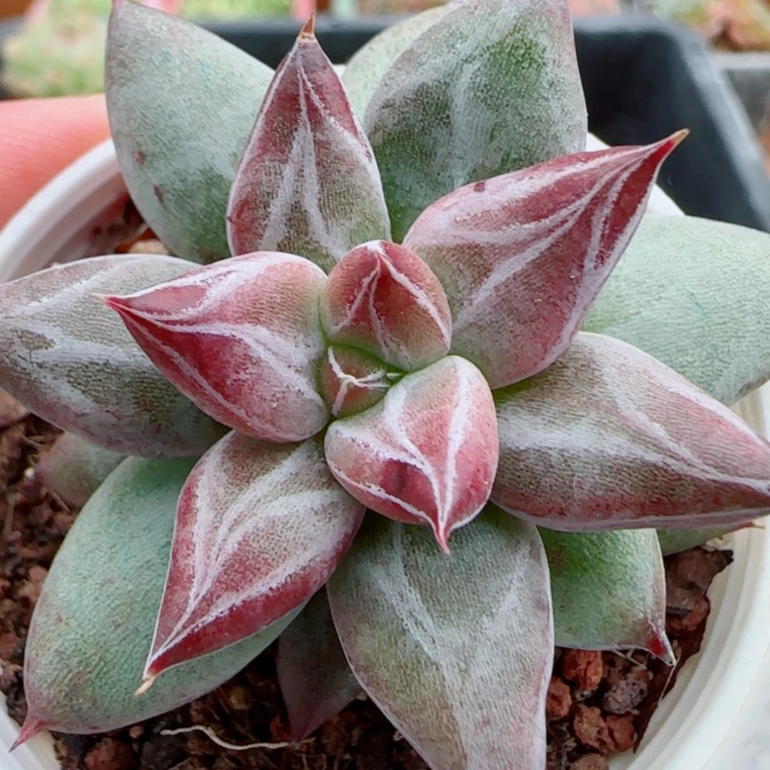 花语逸镜1007-354