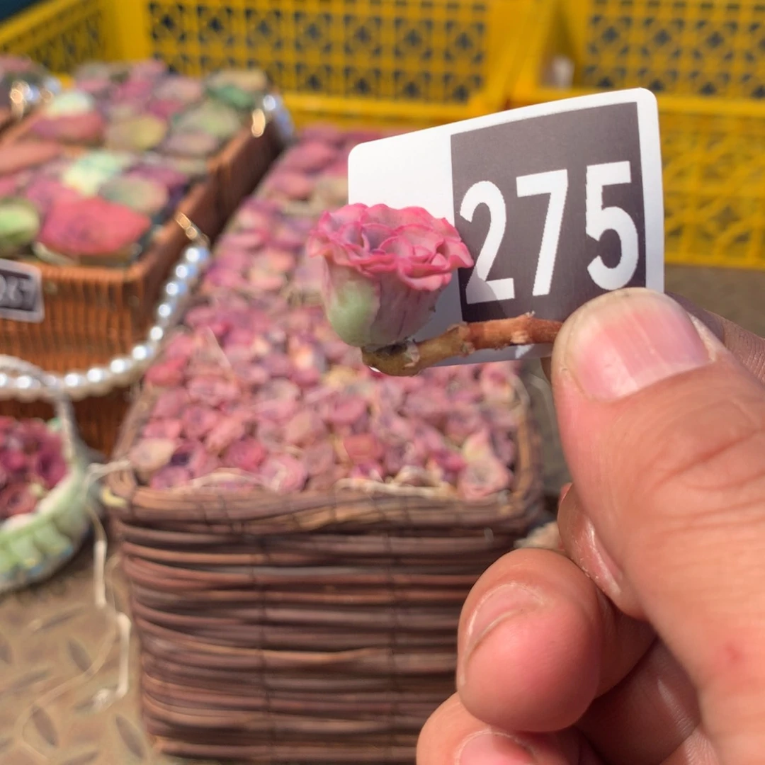 秋红叶275一一一