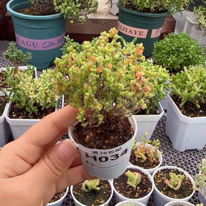 多肉植物枝干蜜桔