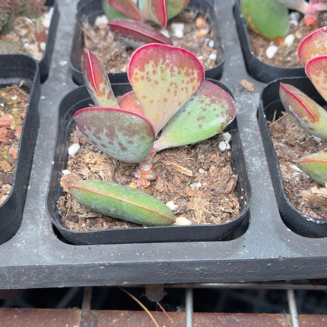 爱心水泡多肉9.9包邮发货