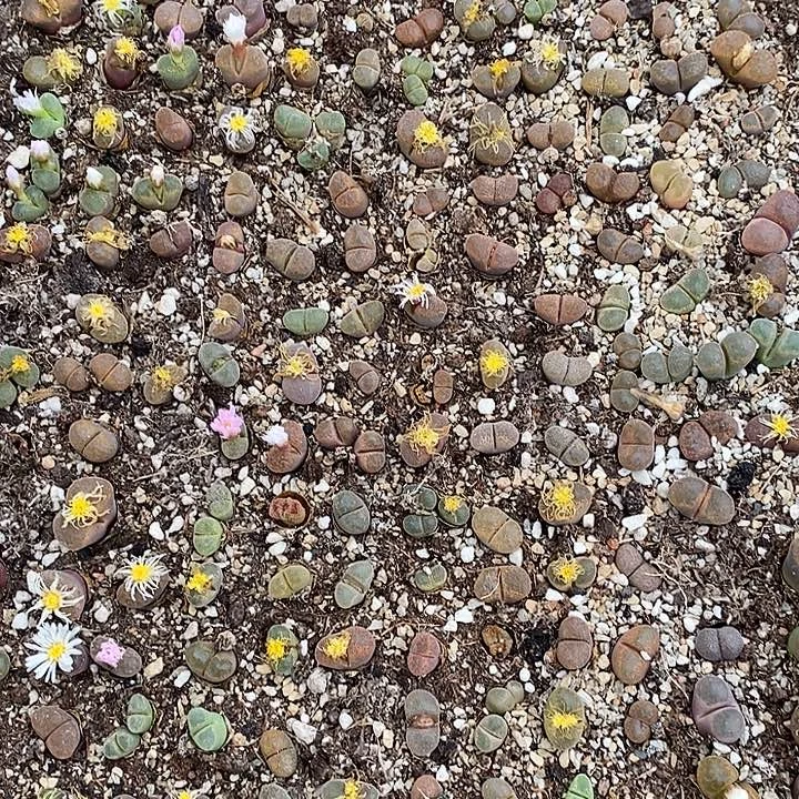 1054母本风铃混合一筐