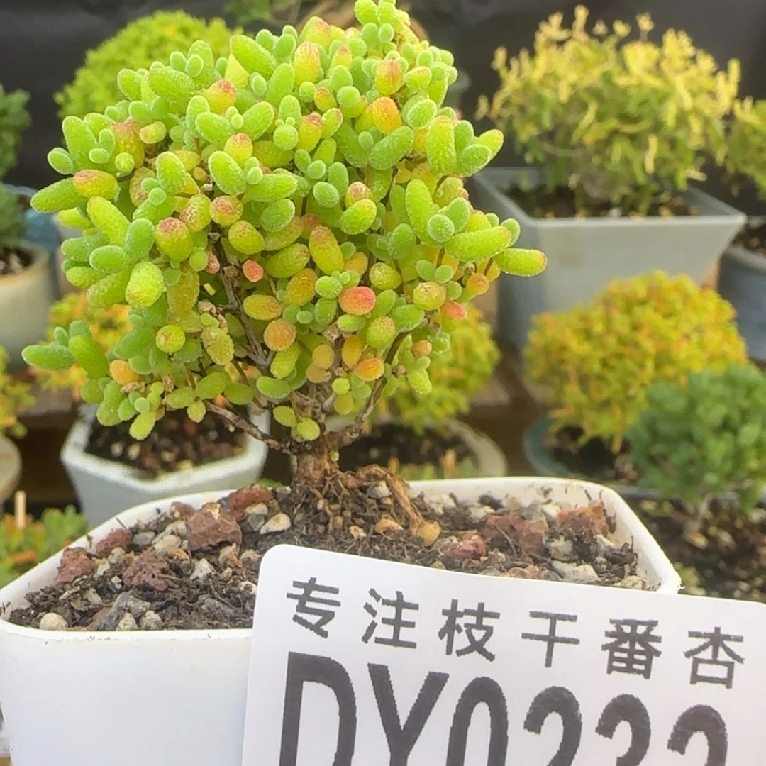 dy0232精控蜜橘小树一物一拍