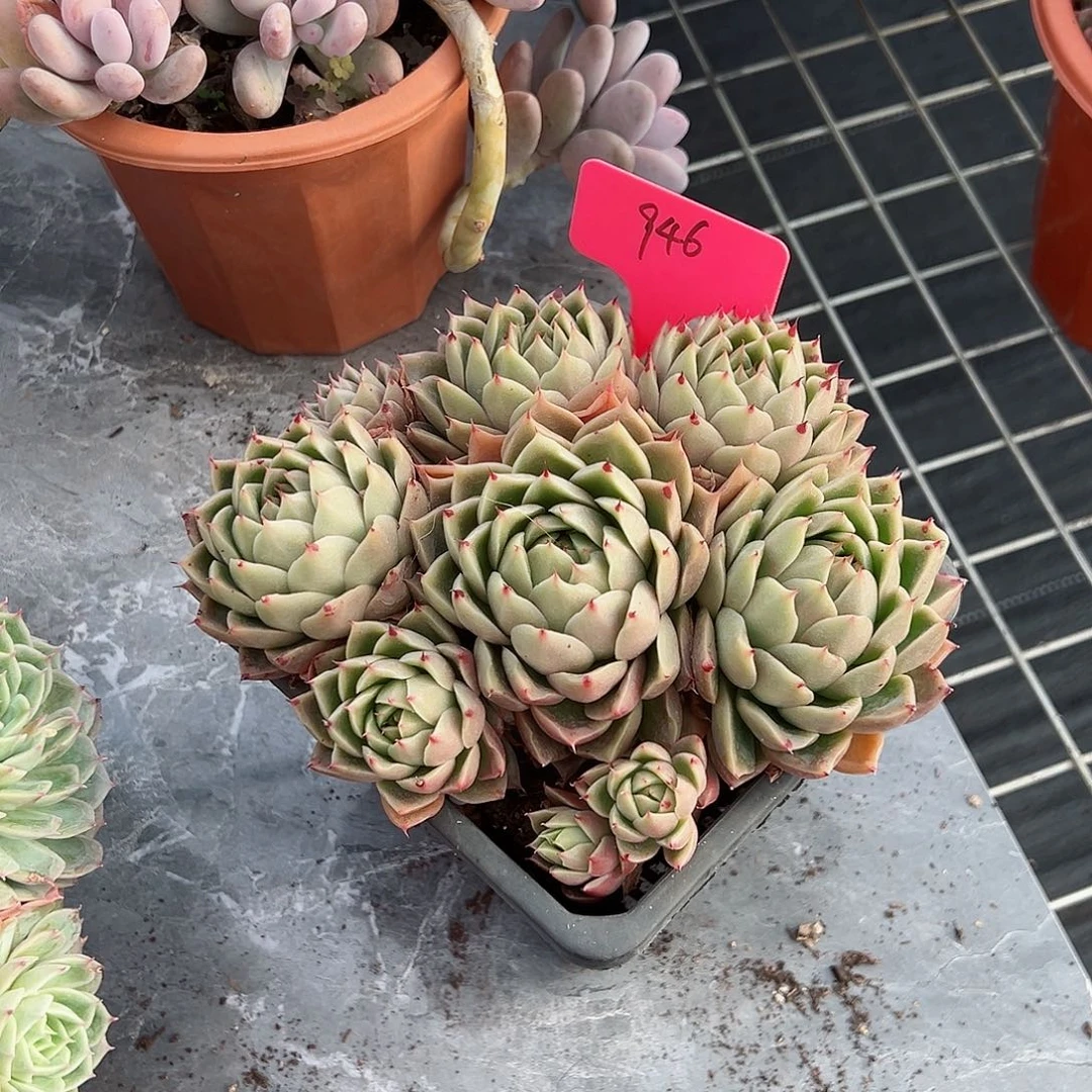 桃**猫946沙漠玫瑰杂多肉