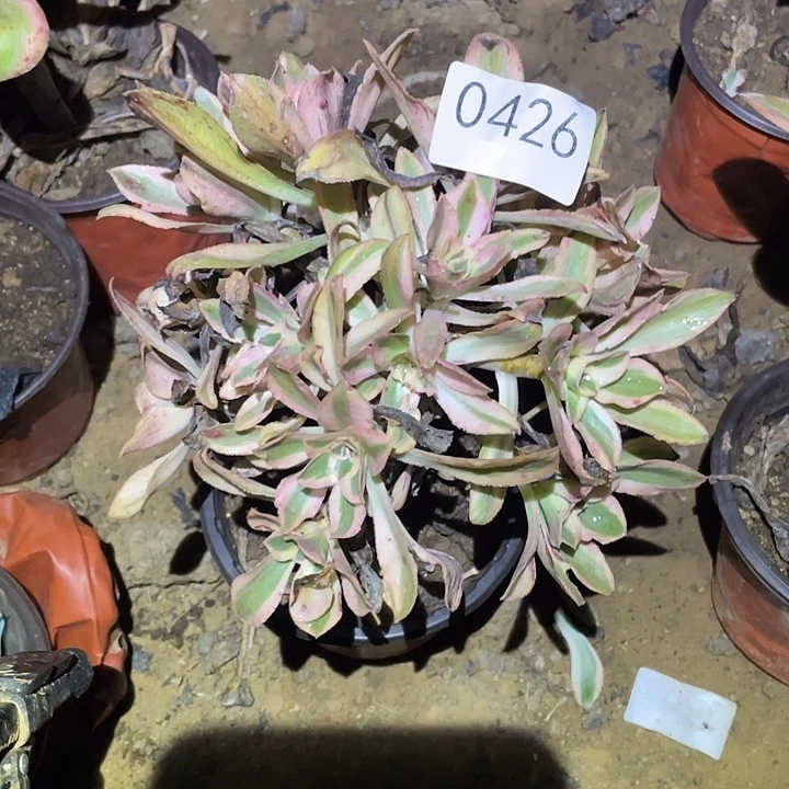 多肉植物法师426燕姿锦