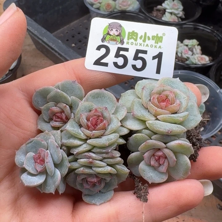 多肉植物多肉植物