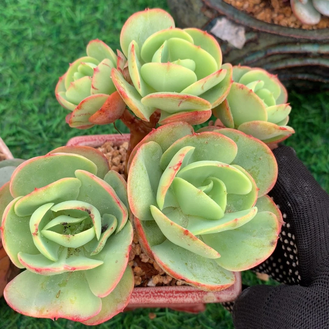 碧桃小群10 公分一物一拍