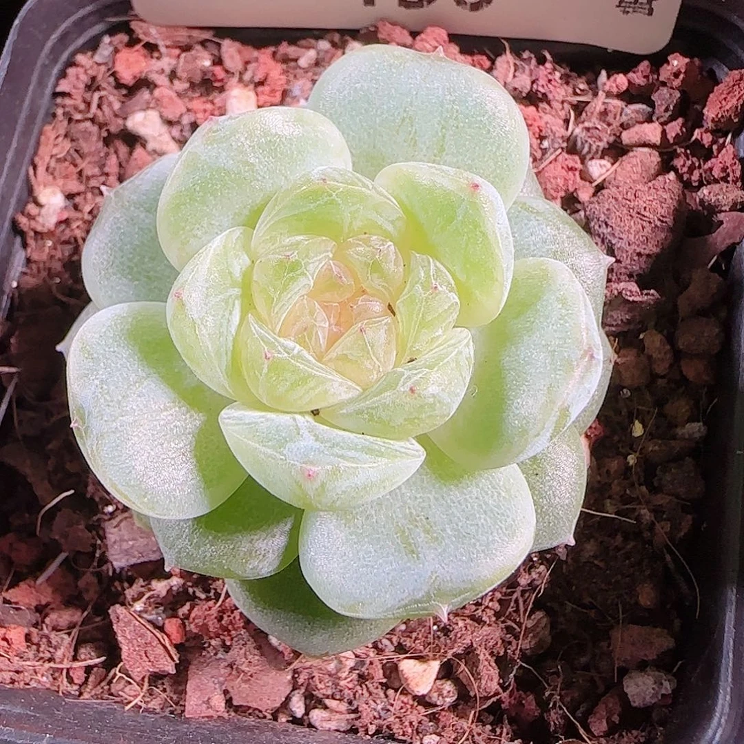 0930---156一物一拍