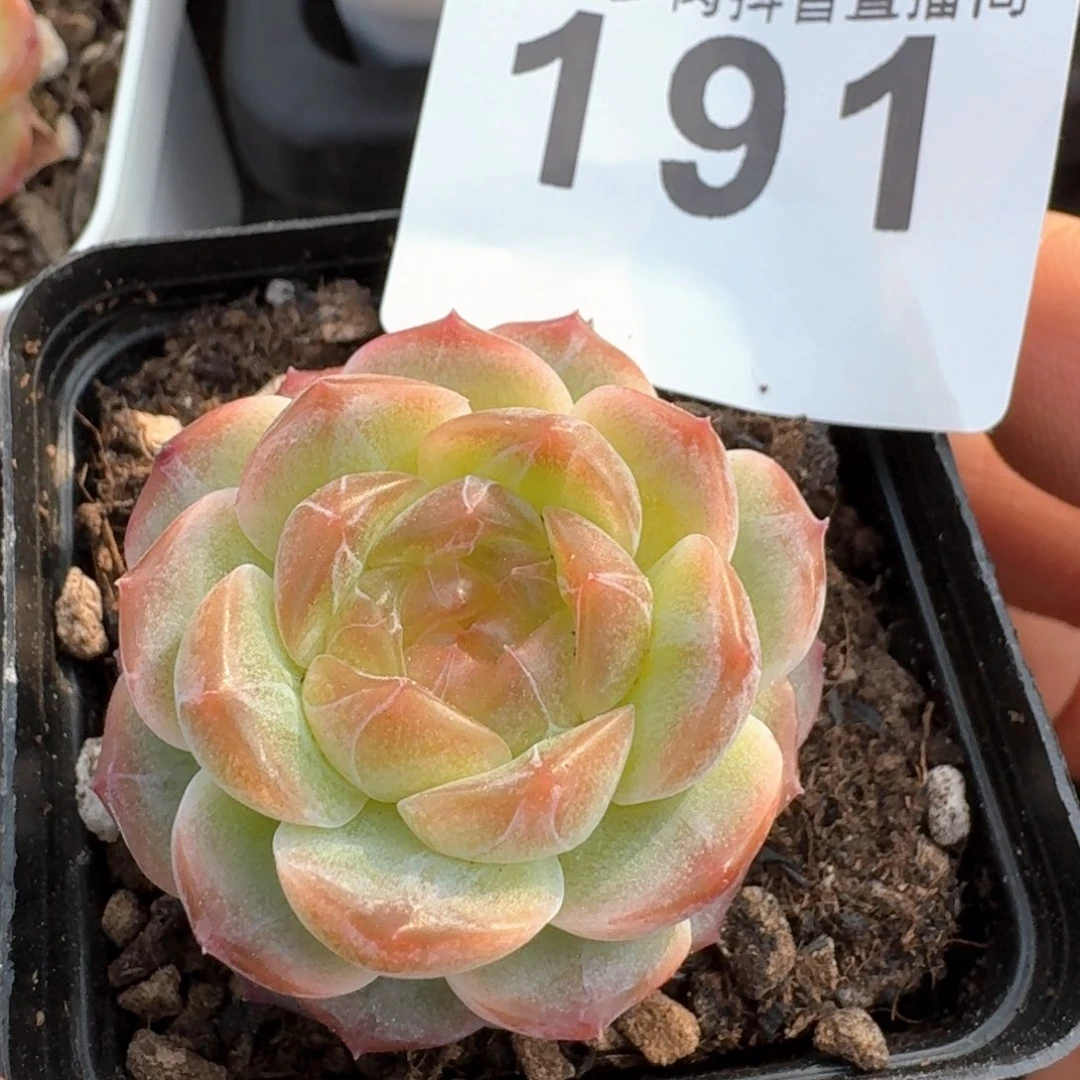 无尽灯         多肉植物