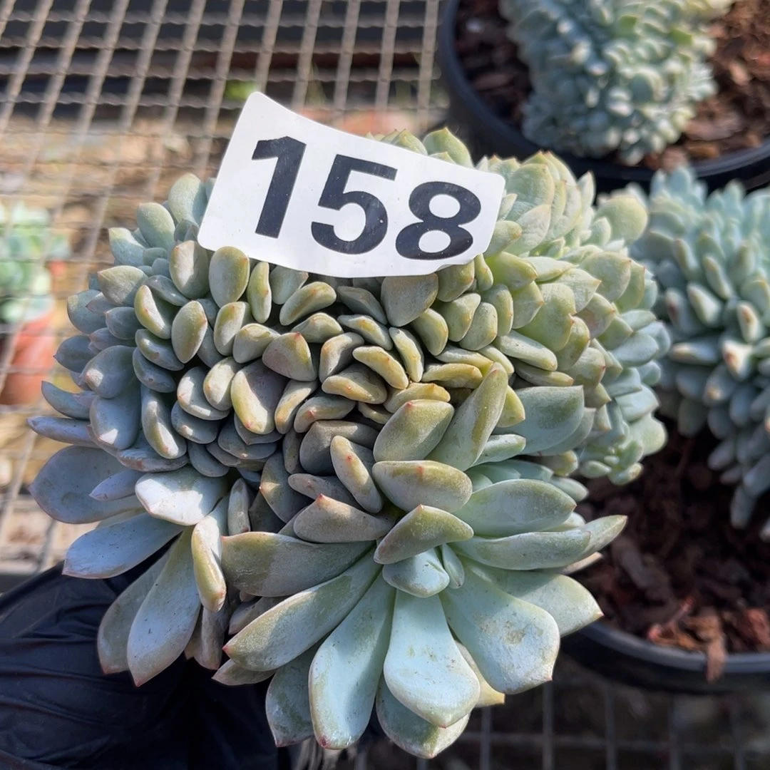 58元微瑕112555559