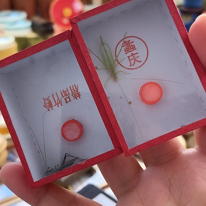 紫竹➕柬竹各一只啊啊啊啊啊啊