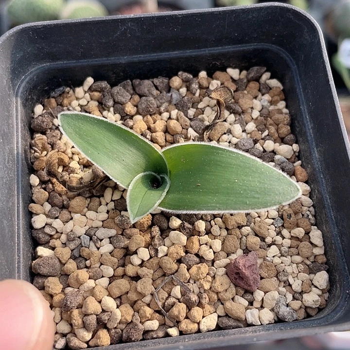 496毛叶春慵花块根