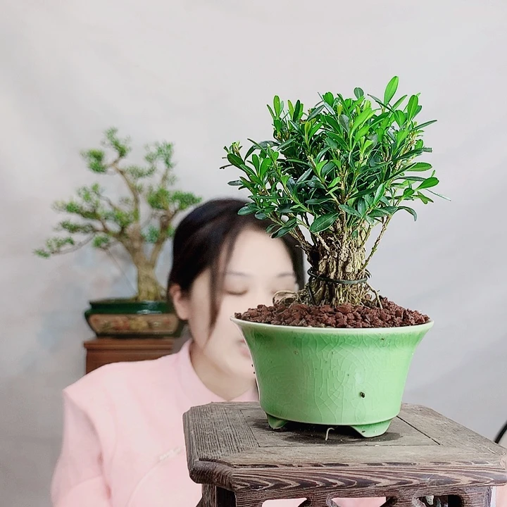 无花朵云**影皱皮舌黄杨盆景