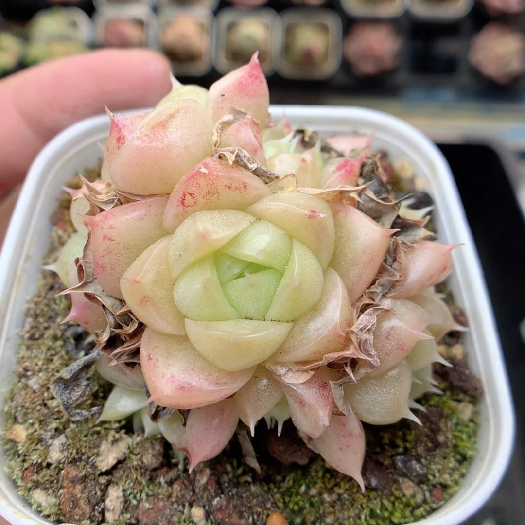 G98 ，20包邮两天凑单