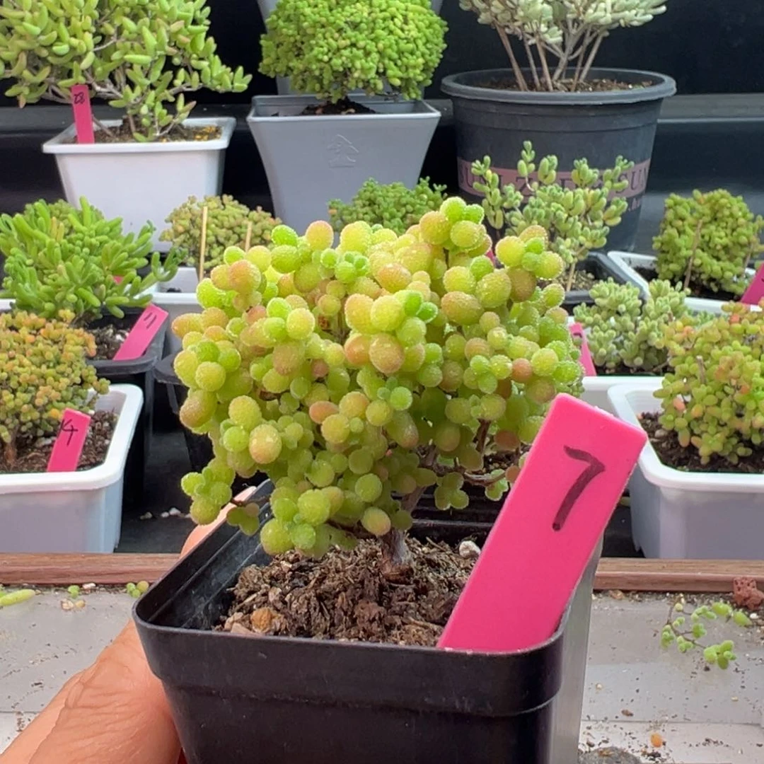 精控蜜橘7号5.5cm盆